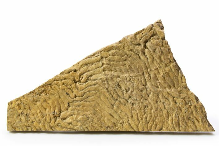 Pennsylvanian, Fossil Microbial Mat - Oklahoma #301896